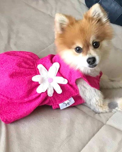 Foxy-the-Pomeranian