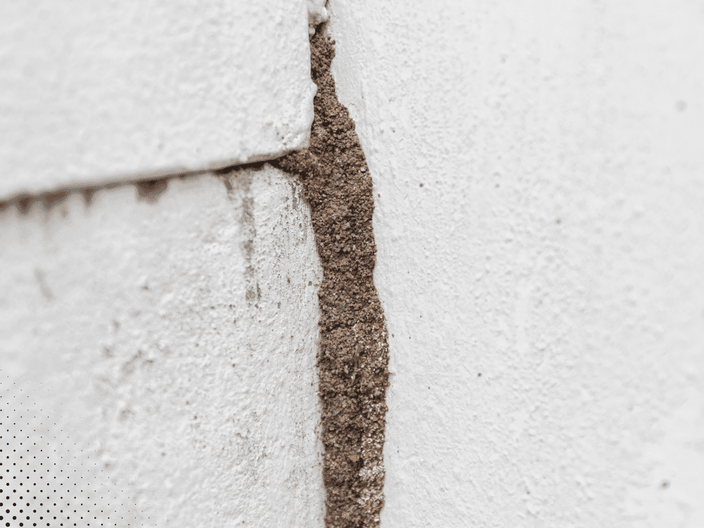 Mud tube on exterior foundation wall indicating possible termite activity and wood-destroying insect infestation