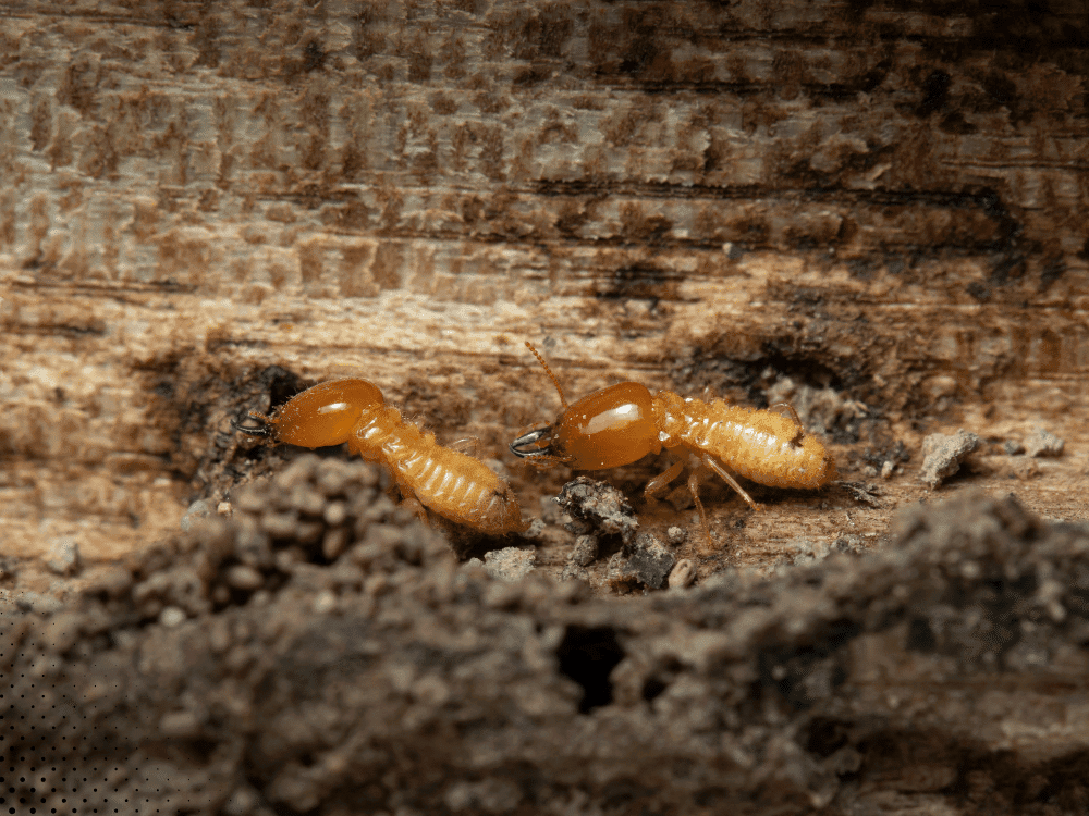Close-up of termites inside damaged wood showing signs of active termite infestation in residential structure